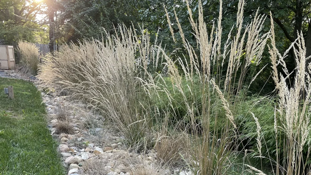 Residential Bioswale
